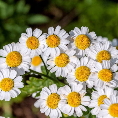 Feverfew Seeds - Feverfew - Alliance of Native Seedkeepers - Herb Seeds