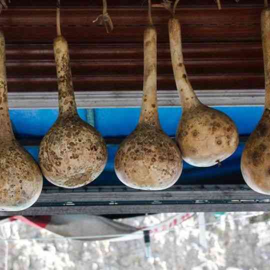 Dipper Long Handle Ornamental gourd Seeds