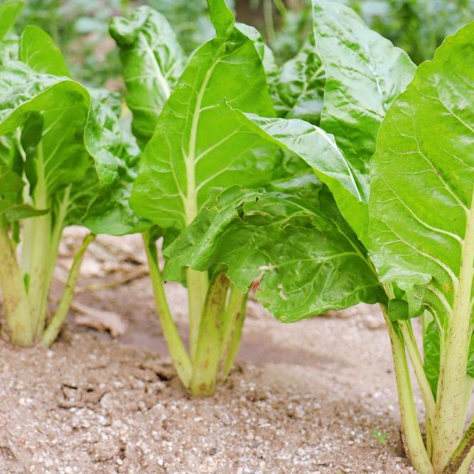 Japanese Chard - Umaina - Alliance of Native Seedkeepers -