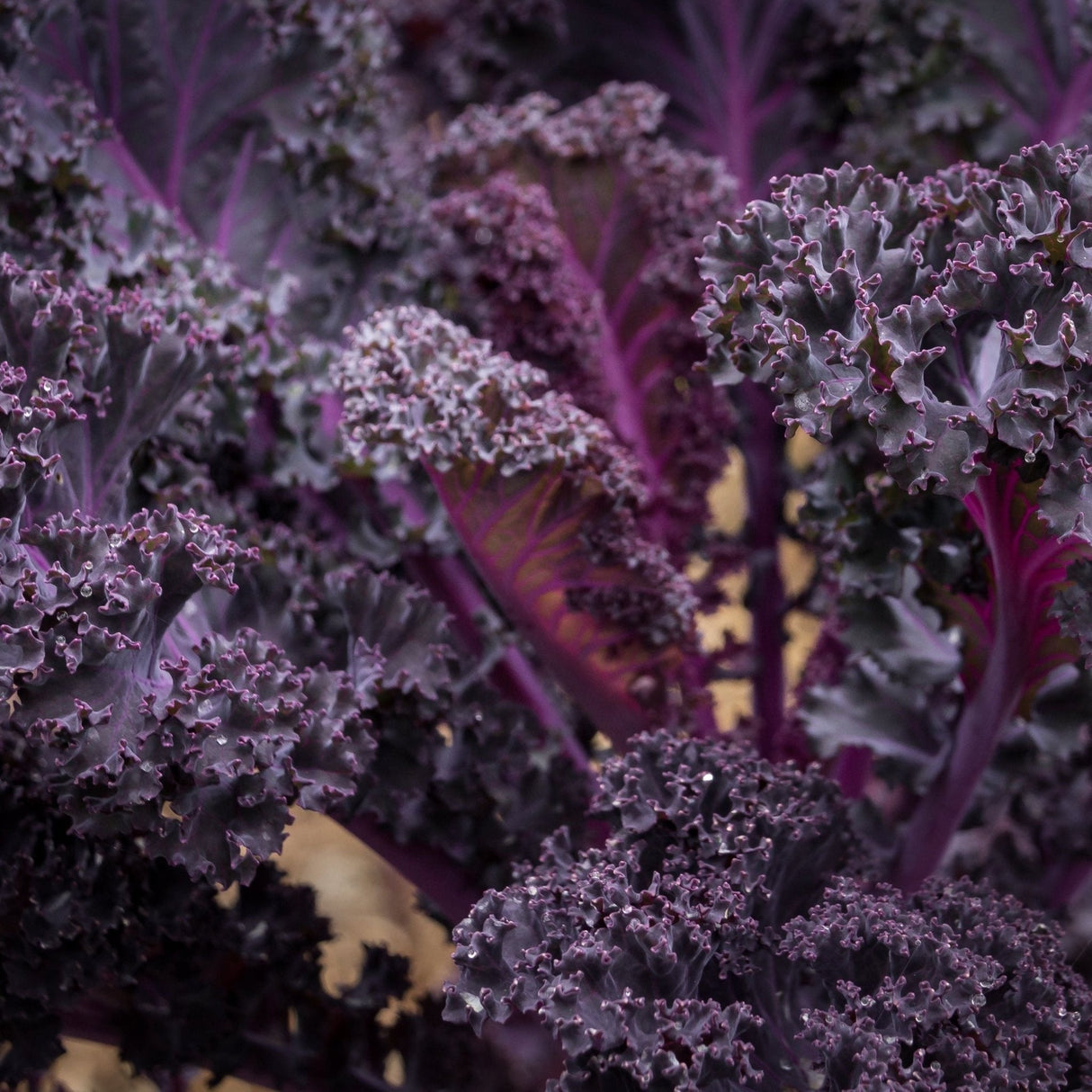 Kale Seeds - Scarlet - Alliance of Native Seedkeepers - Vegetable Seeds