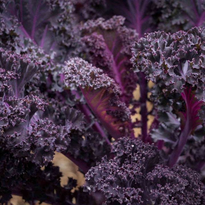 Scarlet Kale Seeds