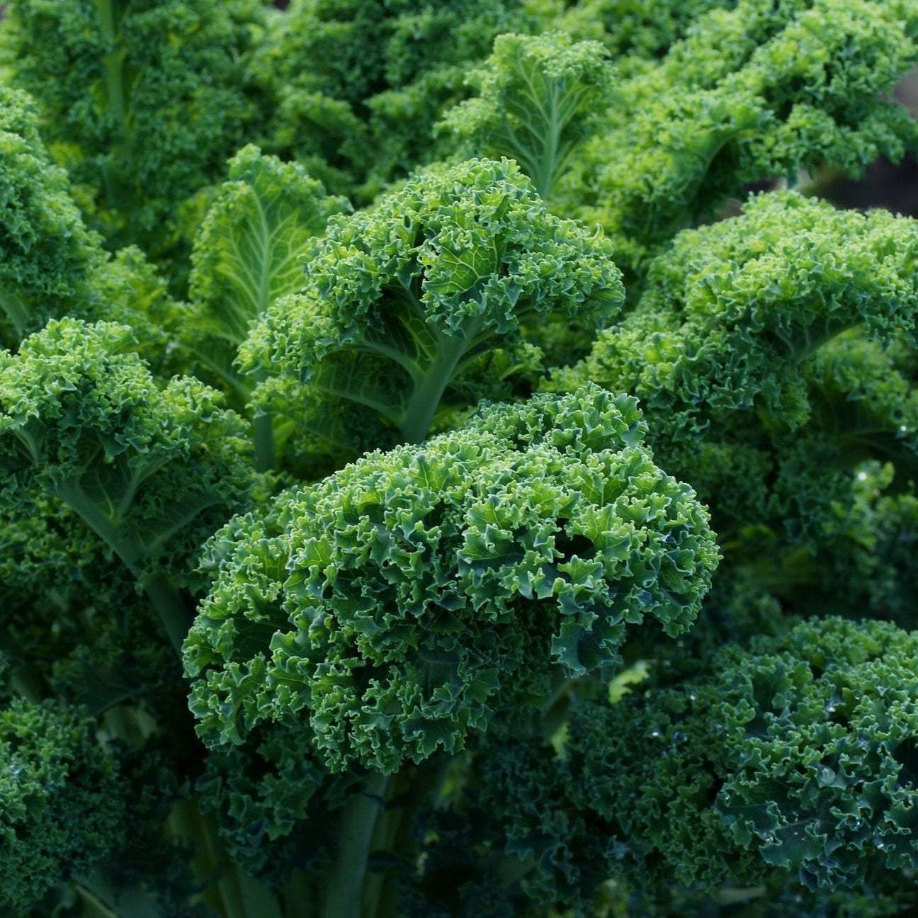 Dark Slate Gray Kale Seeds - Vates Blue Scotch Curled Alliance of Native Seedkeepers Vegetable Seeds