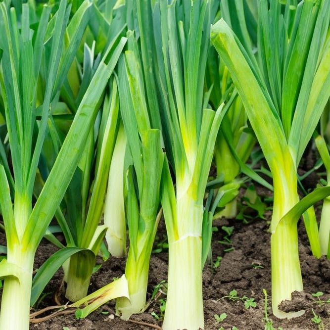 Leek Seeds - Carantan - Alliance of Native Seedkeepers -