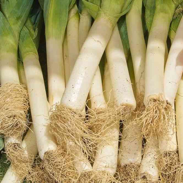 Leek Seeds - Large American Flag - Alliance of Native Seedkeepers -