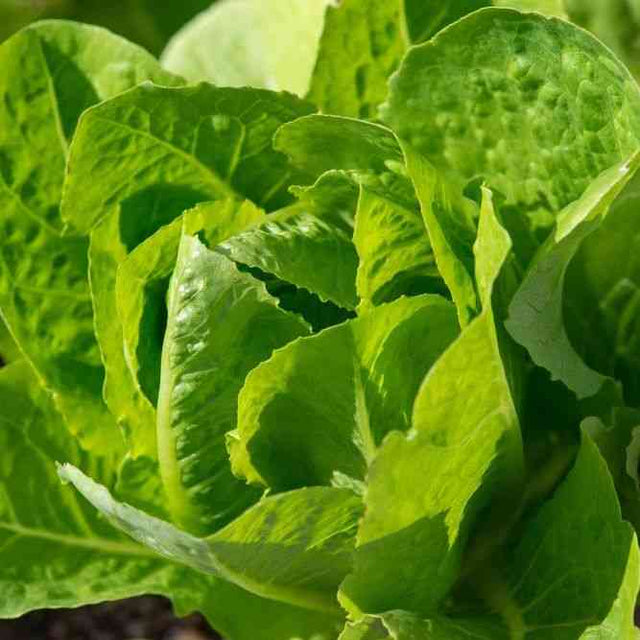 Lettuce Seeds - Romaine - Jericho - Alliance of Native Seedkeepers -