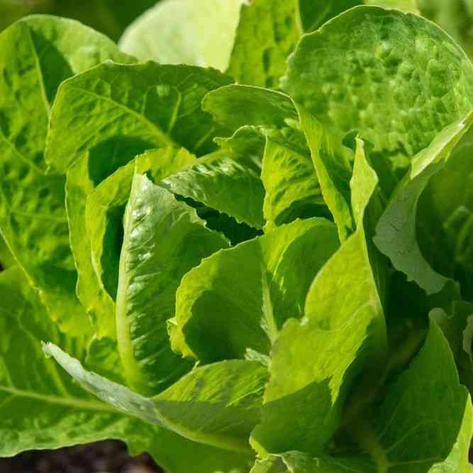 Jericho Romaine Lettuce