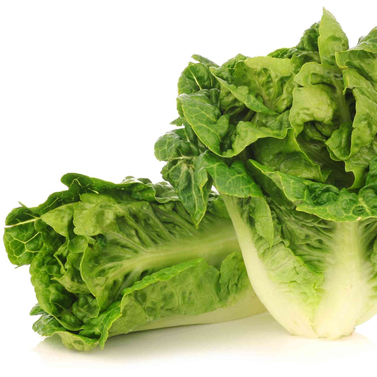 Lettuce Seeds - Romaine - Little Gem - Alliance of Native Seedkeepers - Vegetable Seeds