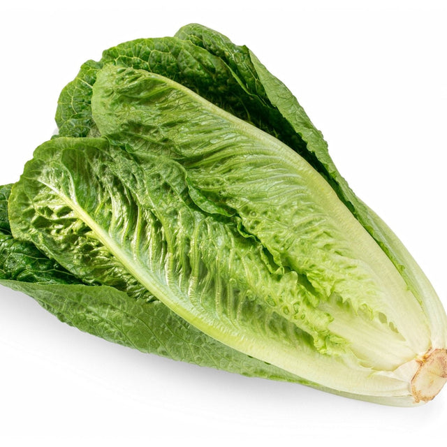 Lettuce Seeds - Romaine - Parris White Cos - Alliance of Native Seedkeepers - Vegetable Seeds