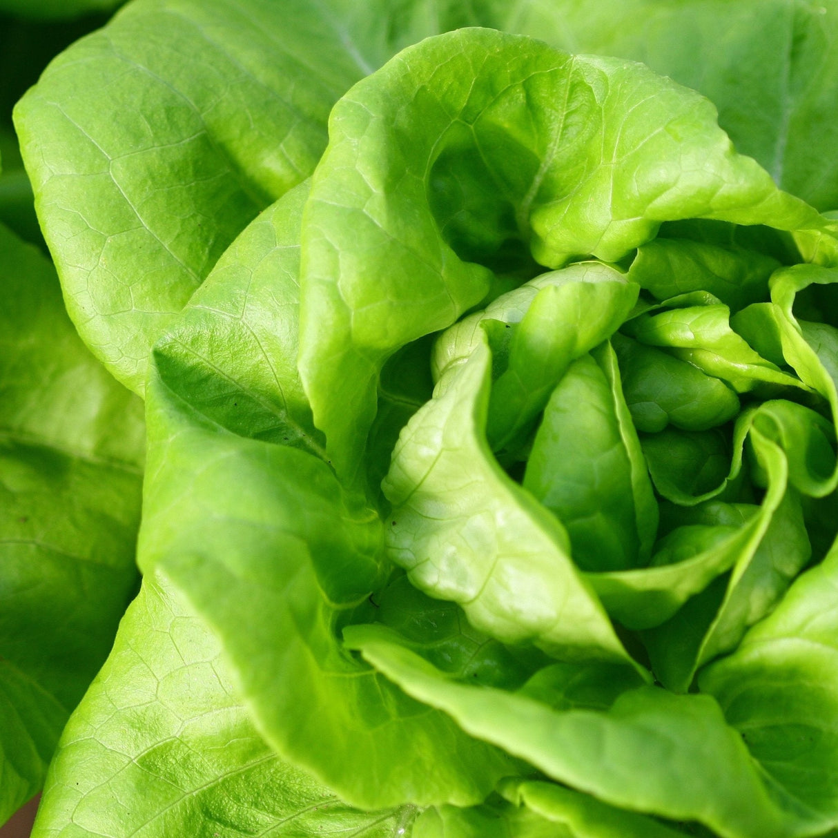 Lettuce Seeds - Summer Bibb - Alliance of Native Seedkeepers - Vegetable Seeds