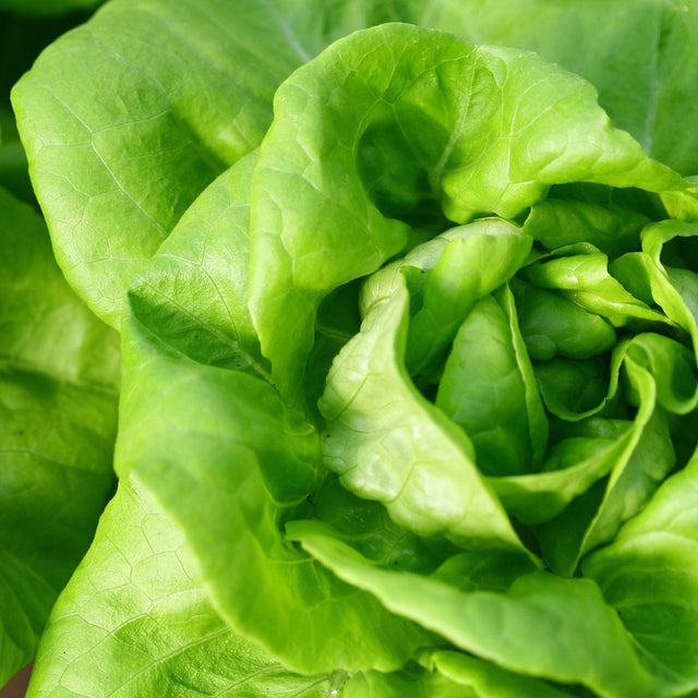Lettuce Seeds - Summer Bibb - Alliance of Native Seedkeepers - Vegetable Seeds