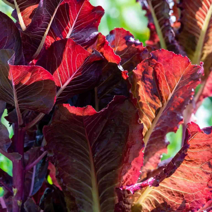 Super Red Lettuce Seeds