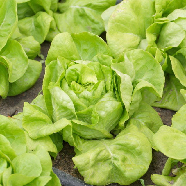 Lettuce Seeds - Tom Thumb Dwarf Bibb - Alliance of Native Seedkeepers - Vegetable Seeds