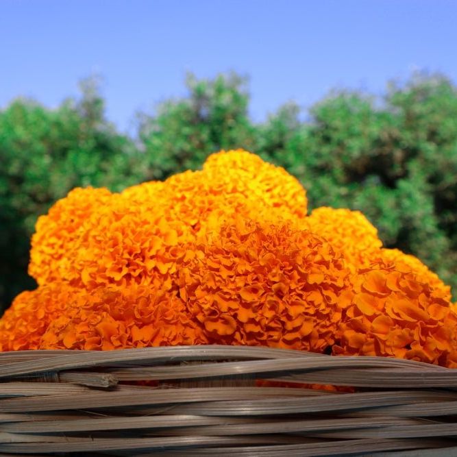 Marigold - African 'Hawaii' - Alliance of Native Seedkeepers -