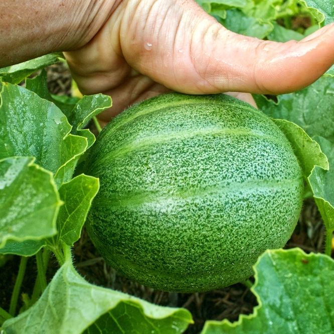 Melon Seeds - Minnesota Midget - Alliance of Native Seedkeepers - Vegetable Seeds