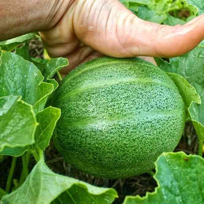 Minnesota Midget Melon Seeds