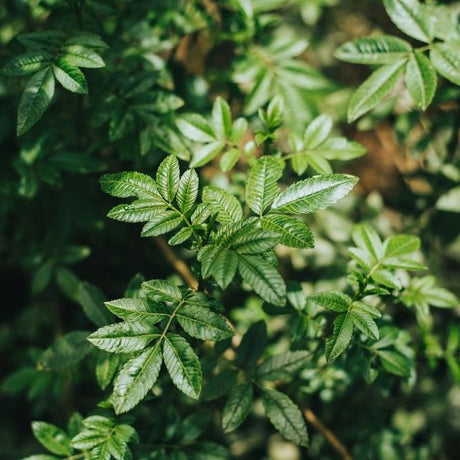 Mint Seeds - Huacatay (Black Mint) - Alliance of Native Seedkeepers - Herb Seeds