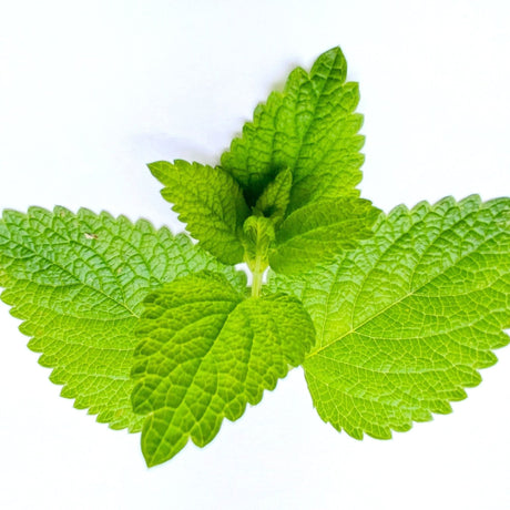 Mint Seeds - Lemon Balm - Alliance of Native Seedkeepers - Herb Seeds