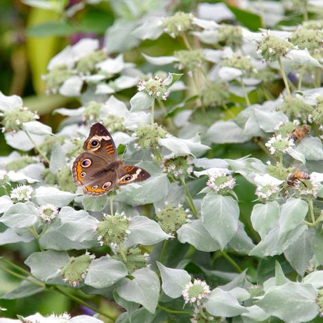 Mint Seeds - Mountain Mint - Alliance of Native Seedkeepers - Herb Seeds