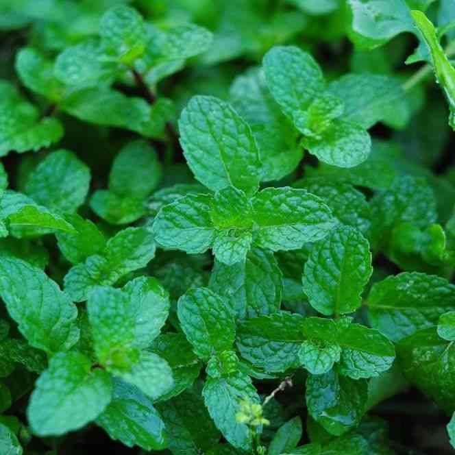 Peppermint