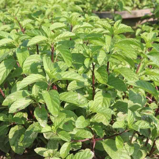 Mint Seeds - Spearmint - Alliance of Native Seedkeepers - Herb Seeds