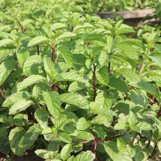 Spearmint Mint Seeds
