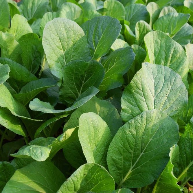 Mustard Seeds - Florida Broadleaf - Alliance of Native Seedkeepers -