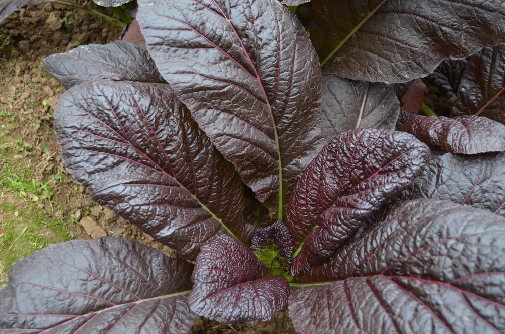 Mustard Seeds - Jeok Gat - Alliance of Native Seedkeepers -