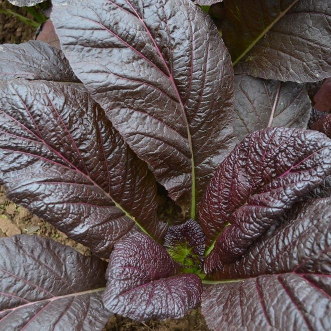 Mustard Seeds - Jeok Gat - Alliance of Native Seedkeepers -