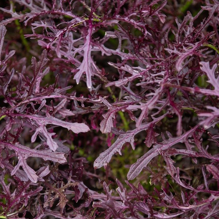 Mustard Seeds - Mizuna Red Leaf - Alliance of Native Seedkeepers -