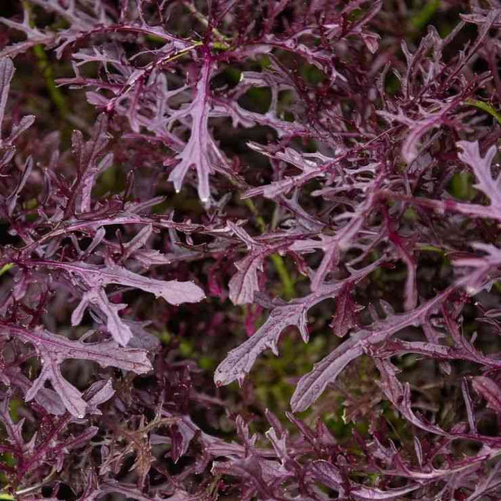 Mizuna Red Leaf Mustard Seeds