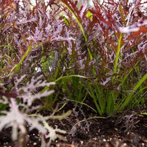 Mizuna Red Streaks Mustard Seeds