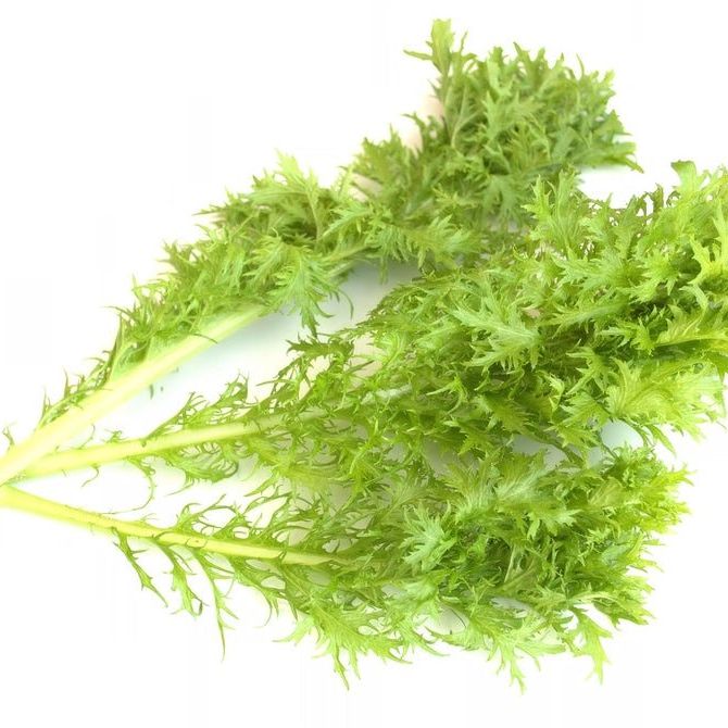 Mustard Seeds - Wasabi - Alliance of Native Seedkeepers -