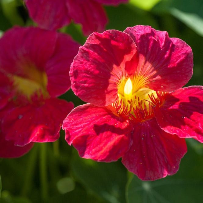 Nasturtium Seeds - Cherry Rose - Alliance of Native Seedkeepers -