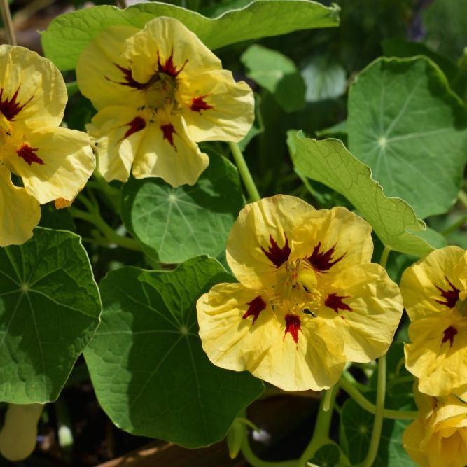 Nasturtium Seeds - Peach Melba - Alliance of Native Seedkeepers -