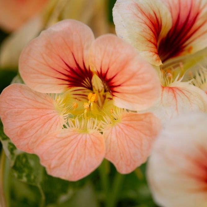 Nasturtium Seeds - Tip Top - Alliance of Native Seedkeepers -