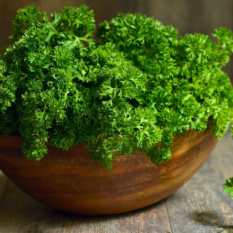 Dark Olive Green Parsley Seeds - Triple Moss Curled Alliance Of Native Seedkeepers Herb Seeds