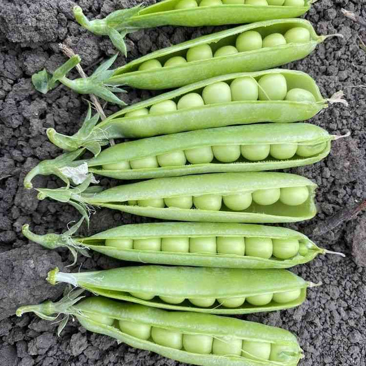 Alaska Shelling Pea