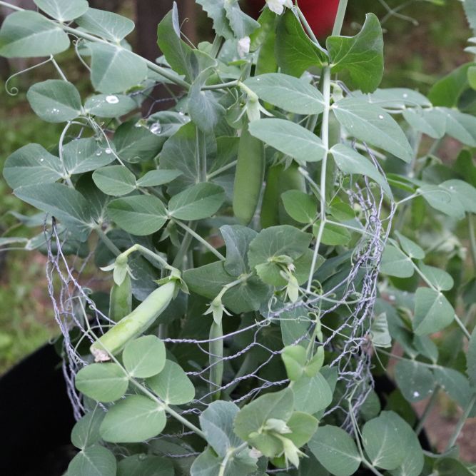 Pea Seeds - Snap - Sugar Daddy - Alliance of Native Seedkeepers - Vegetable Seeds