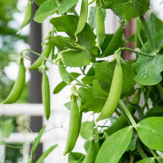 Patio Pride AAS Pea Seeds