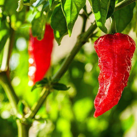 Pepper Seeds - Hot - Bhut Jolokia (Red Ghost) - Alliance of Native Seedkeepers - Vegetable Seeds
