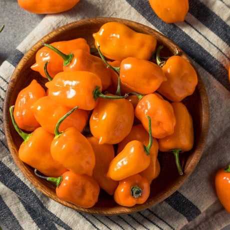 Pepper Seeds - Hot - Orange Habanero Pepper - Alliance of Native Seedkeepers - Vegetable Seeds