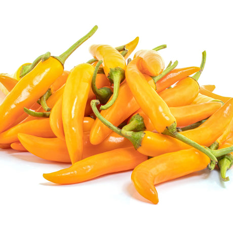 Pepper Seeds - Hot Pepper - Ají Habanero - Alliance of Native Seedkeepers -