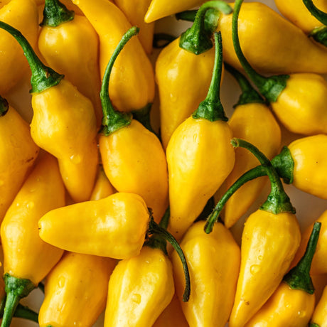 Pepper Seeds - Hot Pepper - Ají Limón - Alliance of Native Seedkeepers - Vegetable Seeds