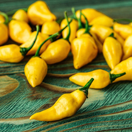 Pepper Seeds - Hot Pepper - Ají Limón - Alliance of Native Seedkeepers - Vegetable Seeds