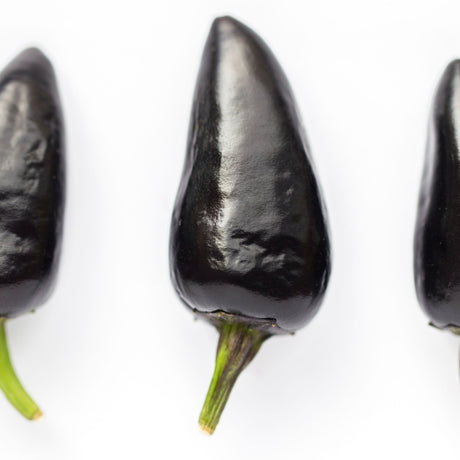 Pepper Seeds - Hot Pepper - Black Hungarian Jalapeño - Alliance of Native Seedkeepers - Vegetable Seeds