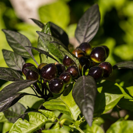 Pepper Seeds - Hot Pepper - Black Olive - Alliance of Native Seedkeepers - Vegetable Seeds