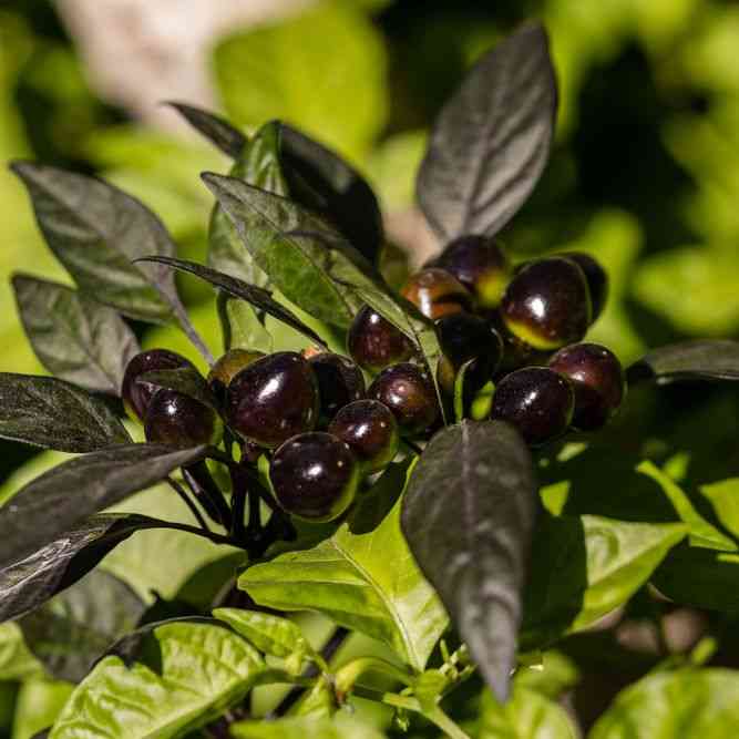 Black Olive Pepper Seeds