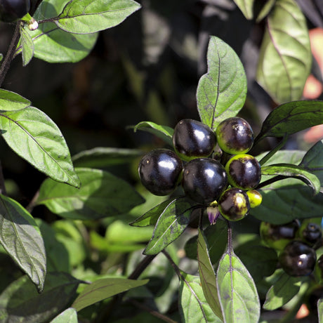 Pepper Seeds - Hot Pepper - Black Olive - Alliance of Native Seedkeepers - Vegetable Seeds