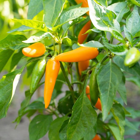 Pepper Seeds - Hot Pepper - Bulgarian Carrot - Alliance of Native Seedkeepers - Vegetable Seeds