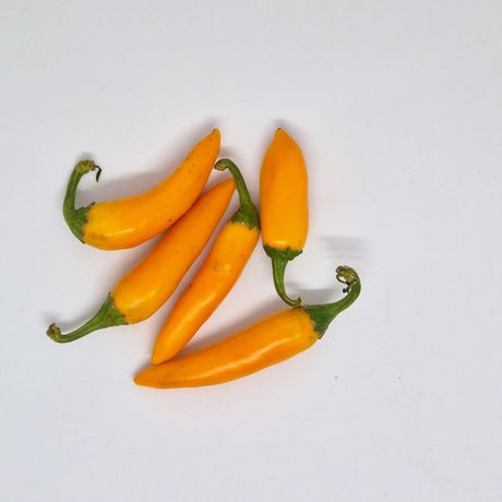Pepper Seeds - Hot Pepper - Bulgarian Carrot - Alliance of Native Seedkeepers - Vegetable Seeds
